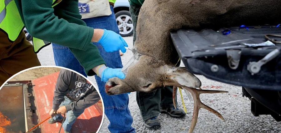 Researchers Concerned over the Possibility of a 100% Fatal Ailment known as ‘Zombie Deer Disease’